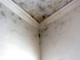 Professional Mold Removal & Remediation in Lincolnton, GA